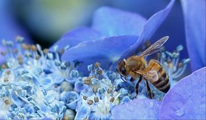 Preview wallpaper bee, hydrangea, flower, pollination