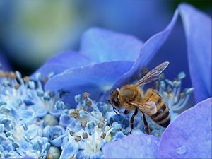 Preview wallpaper bee, hydrangea, flower, pollination