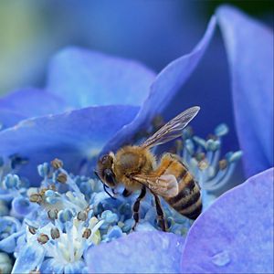 Preview wallpaper bee, hydrangea, flower, pollination