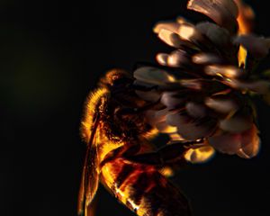 Preview wallpaper bee, insect, clover, flower, macro