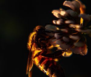 Preview wallpaper bee, insect, clover, flower, macro