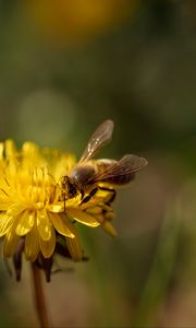 Preview wallpaper bee, insect, dandelion, flower, macro