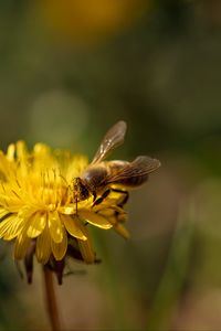 Preview wallpaper bee, insect, dandelion, flower, macro