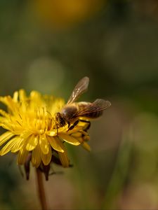 Preview wallpaper bee, insect, dandelion, flower, macro