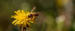 Preview wallpaper bee, insect, dandelion, flower, macro