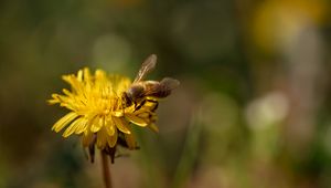 Preview wallpaper bee, insect, dandelion, flower, macro