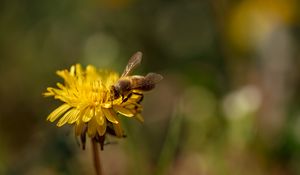 Preview wallpaper bee, insect, dandelion, flower, macro