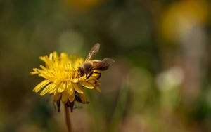 Preview wallpaper bee, insect, dandelion, flower, macro
