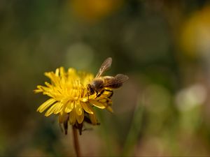 Preview wallpaper bee, insect, dandelion, flower, macro