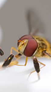 Preview wallpaper bee, insect, eyes, wings