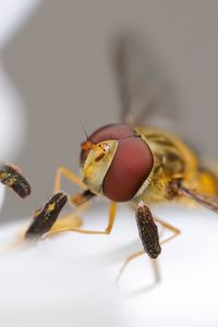 Preview wallpaper bee, insect, eyes, wings