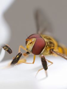 Preview wallpaper bee, insect, eyes, wings