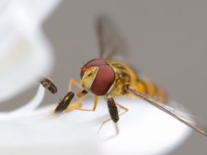 Preview wallpaper bee, insect, eyes, wings