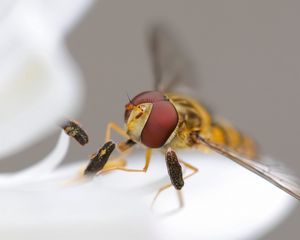 Preview wallpaper bee, insect, eyes, wings