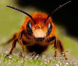 Preview wallpaper bee, insect, eyes, surface