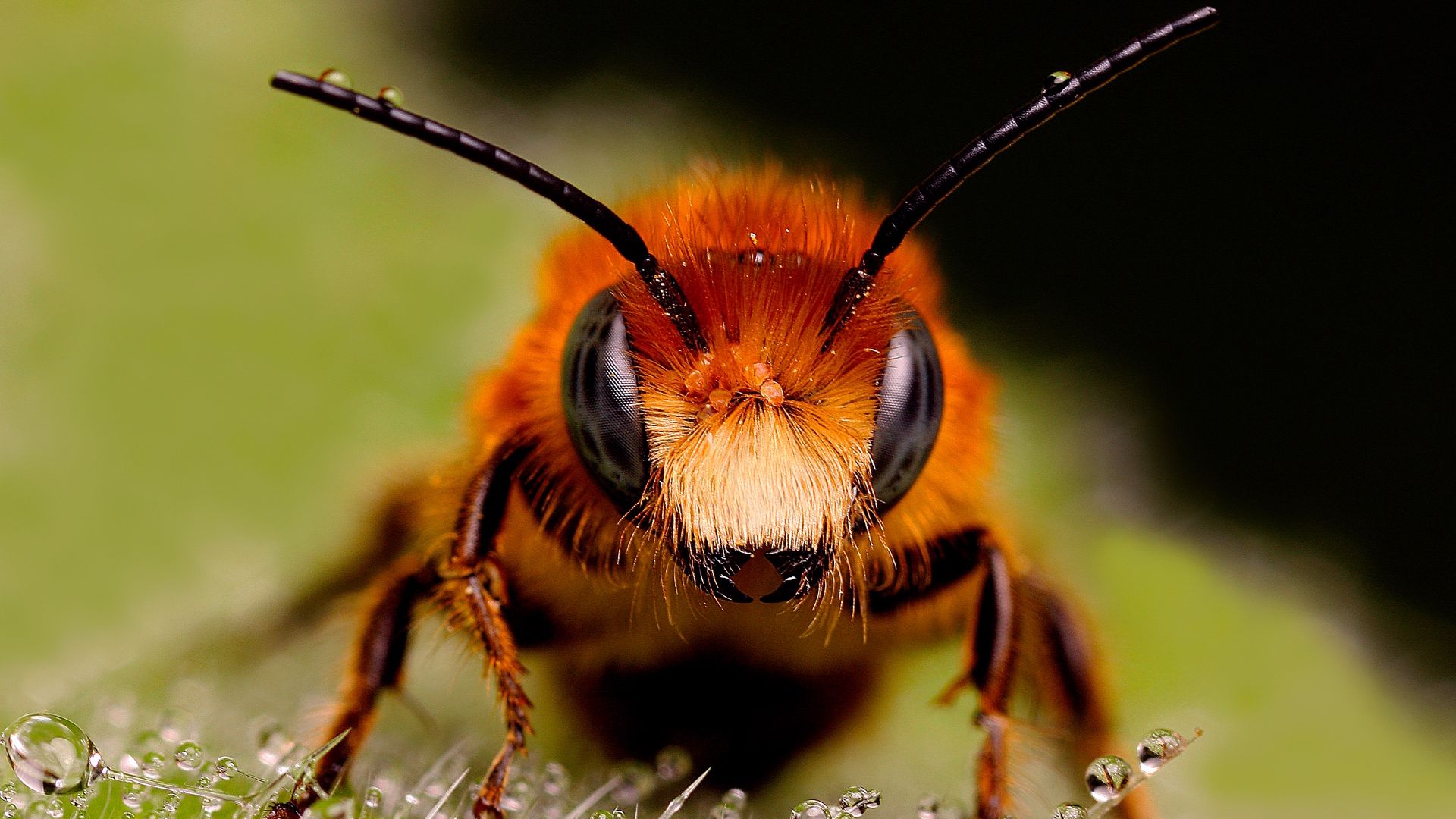 Download wallpaper 1920x1080 bee, insect, eyes, surface full hd, hdtv