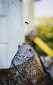 Preview wallpaper bee, insect, flight, stump