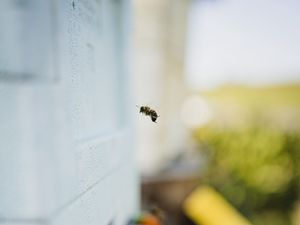 Preview wallpaper bee, insect, flight, stump