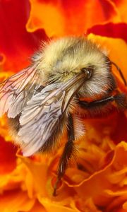 Preview wallpaper bee, insect, flower, macro, pollination, nectar