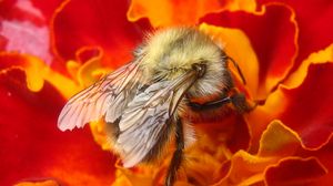 Preview wallpaper bee, insect, flower, macro, pollination, nectar