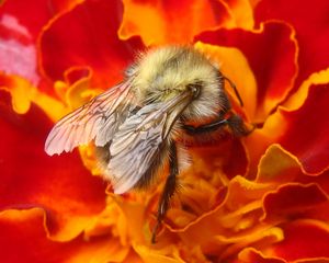 Preview wallpaper bee, insect, flower, macro, pollination, nectar