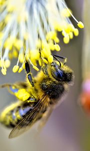 Preview wallpaper bee, insect, flower, pollen, blur, macro