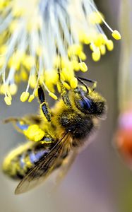 Preview wallpaper bee, insect, flower, pollen, blur, macro