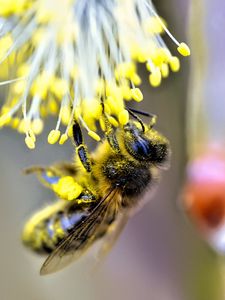 Preview wallpaper bee, insect, flower, pollen, blur, macro