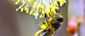 Preview wallpaper bee, insect, flower, pollen, blur, macro