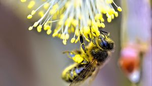 Preview wallpaper bee, insect, flower, pollen, blur, macro