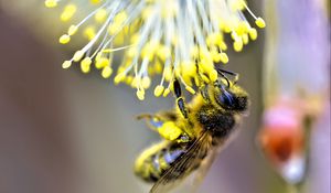 Preview wallpaper bee, insect, flower, pollen, blur, macro