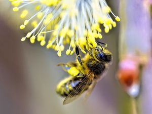 Preview wallpaper bee, insect, flower, pollen, blur, macro