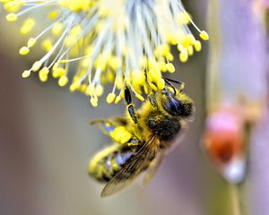 Preview wallpaper bee, insect, flower, pollen, blur, macro