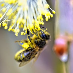 Preview wallpaper bee, insect, flower, pollen, blur, macro