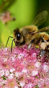 Preview wallpaper bee, insect, flower, nectar, macro