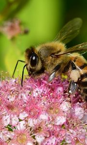 Preview wallpaper bee, insect, flower, nectar, macro