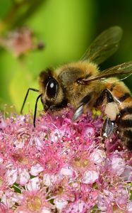 Preview wallpaper bee, insect, flower, nectar, macro