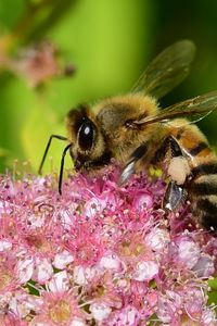 Preview wallpaper bee, insect, flower, nectar, macro
