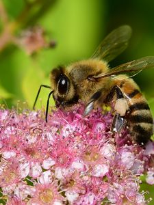 Preview wallpaper bee, insect, flower, nectar, macro