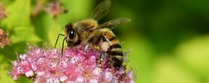 Preview wallpaper bee, insect, flower, nectar, macro