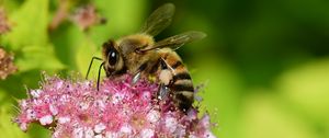 Preview wallpaper bee, insect, flower, nectar, macro