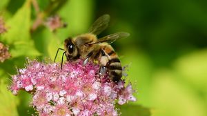Preview wallpaper bee, insect, flower, nectar, macro