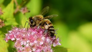 Preview wallpaper bee, insect, flower, nectar, macro
