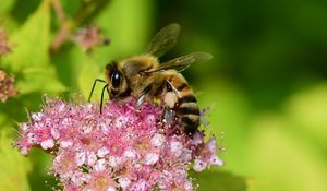 Preview wallpaper bee, insect, flower, nectar, macro