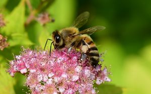 Preview wallpaper bee, insect, flower, nectar, macro