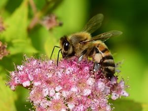 Preview wallpaper bee, insect, flower, nectar, macro