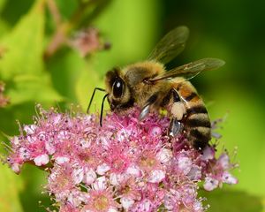 Preview wallpaper bee, insect, flower, nectar, macro