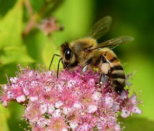 Preview wallpaper bee, insect, flower, nectar, macro