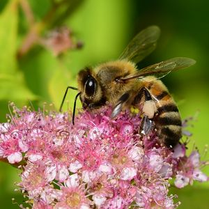Preview wallpaper bee, insect, flower, nectar, macro
