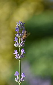 Preview wallpaper bee, insect, flower, macro